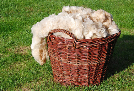 isolation laine mouton